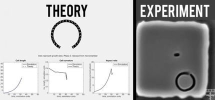 How bacteria maintain and recover their shape