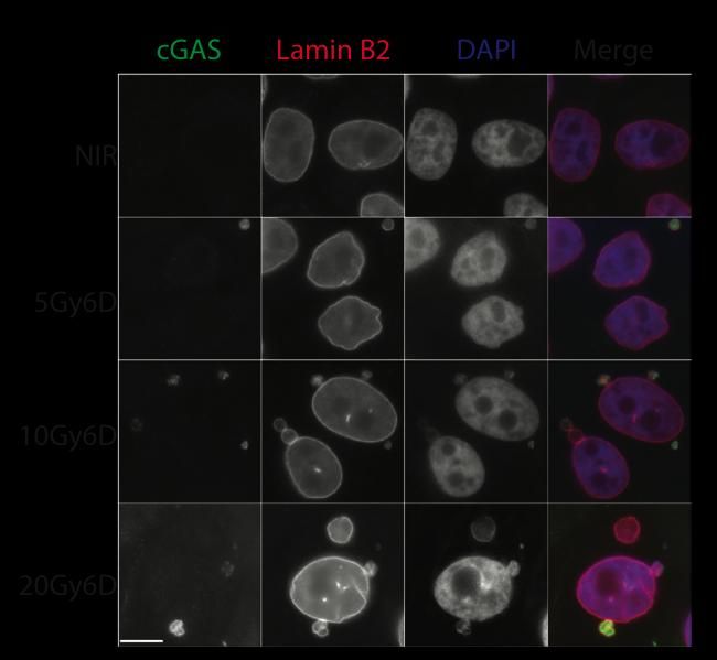 How DNA damage turns immune cells against cancer