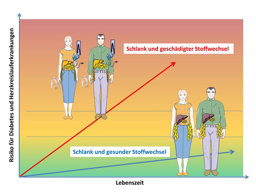 Deutsches Zentrum für Diabetesforschung