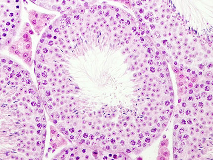 Mehr DNA in Mitochondrien hilft gegen männliche Unfruchtbarkeit