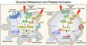 Multiple roles of glucose metabolism in platelet activation and survival identified