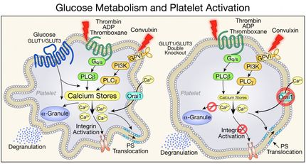 Multiple roles of glucose metabolism in platelet activation and survival identified