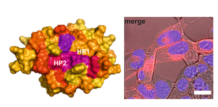 Dem HIV-Protein NEF auf der Spur