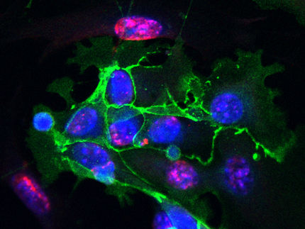 Lungenfibrose: Zellalterung im Lungenepithel