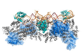 Unbekannte Proteinkomplexe leichter entschlüsseln