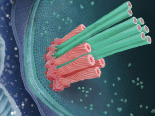 Bacteria stab amoebae with daggers