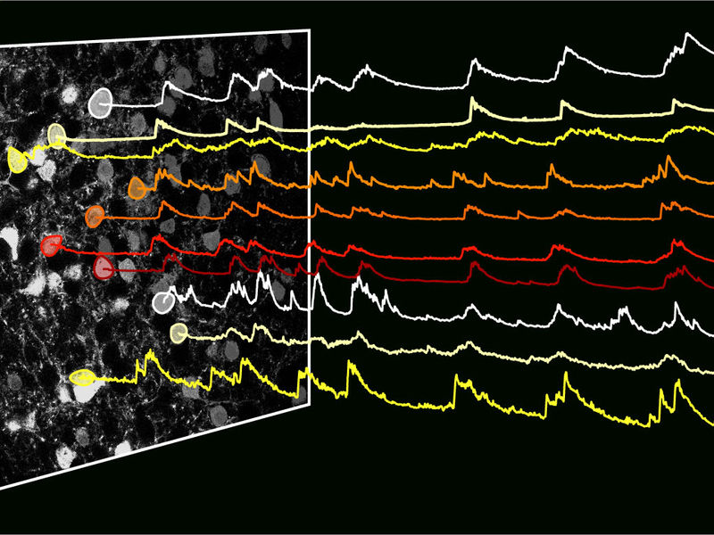 © MPI für Neurobiologie / Douglass & Kucukdereli