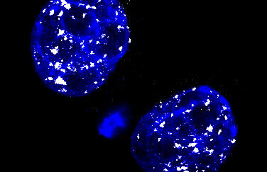 Repetitive elements shape embryonic chromatin landscape