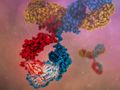 Expanding the reach of therapeutic antibodies