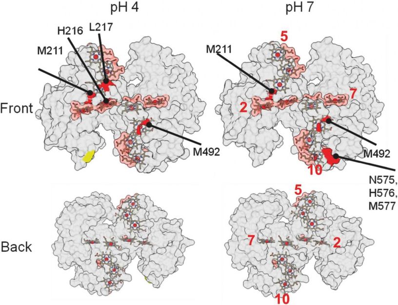 X-ray footprinting solves mystery of metal-breathing protein