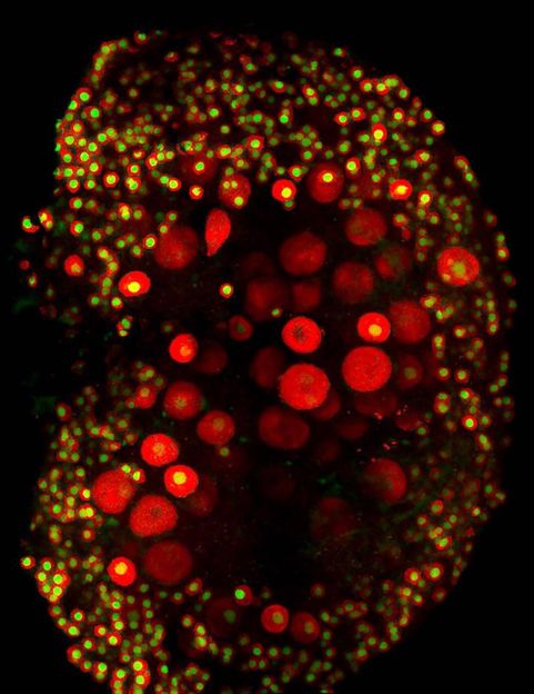 Schimenti Lab, Cornell University