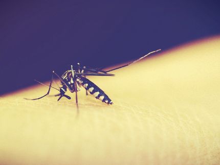 Malaria in der Schwangerschaft: Mögliche Ursache für Stoffwechselstörungen bei den Nachkommen