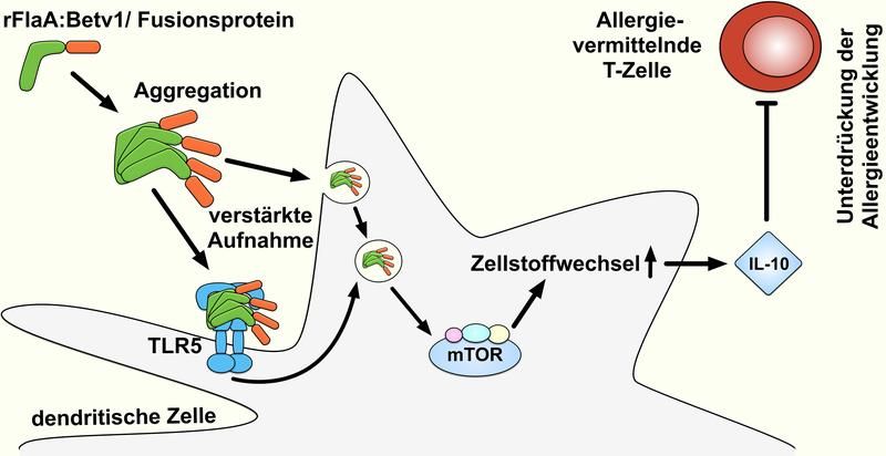 Wie entstehen fusionsproteine?