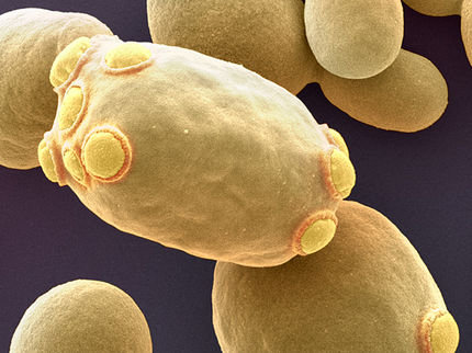 A Protein that Extends Life of Yeast Cells