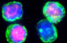 Immune cells help fat deal with environmental challenges
