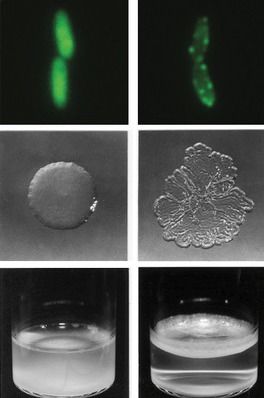 © MPI f. Evolutionsbiologie/ P. Rainey