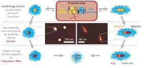 Multifunctional nano-sized drug carriers based on reactive polypept(o)ides