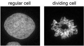 How does a cell maintain its identity during replication?