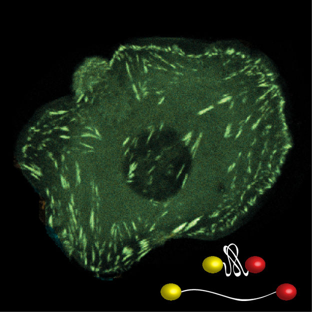 © MPI für Biochemie