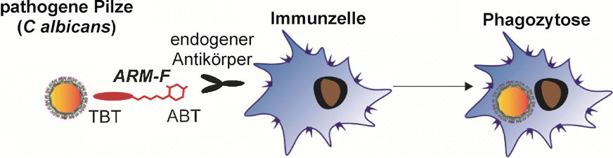 Steering The Immune Defense Against Fungal Pathogens - Neutralization ...