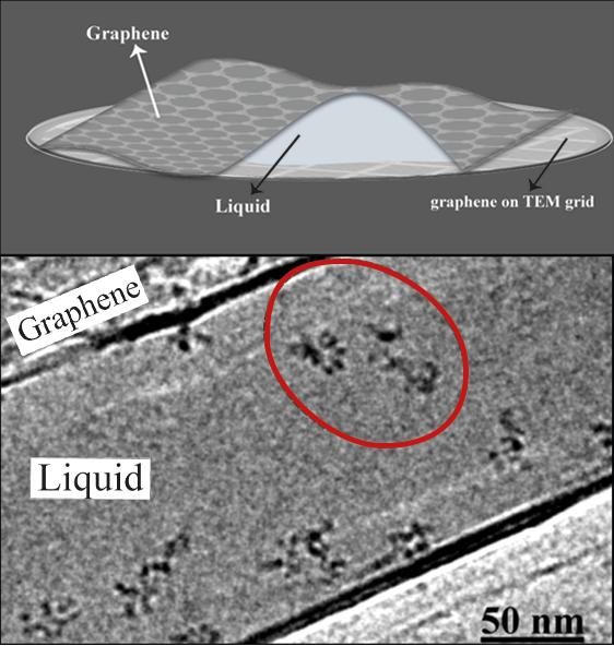 (K. Hima Nagamanasa, Huan Wang, and Steve Granick. Liquid-Cell Electron Microscopy of Adsorbed Polymers. Advanced Materials (2017) Copyright Wiley-VCH Verlag GmbH & Co. KGaA. Reproduced with permission.)