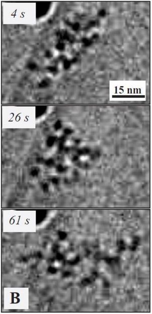 (K. Hima Nagamanasa, Huan Wang, and Steve Granick. Liquid-Cell Electron Microscopy of Adsorbed Polymers. Advanced Materials (2017) Copyright Wiley-VCH Verlag GmbH & Co. KGaA. Reproduced with permission.)