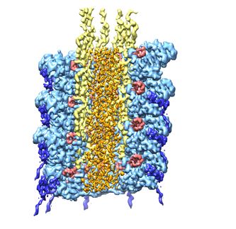Hallado un mecanismo que controla el ensamblaje de los potyvirus