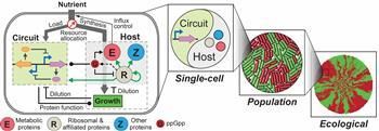 Gene circuit design strategy to advance synthetic biology developed