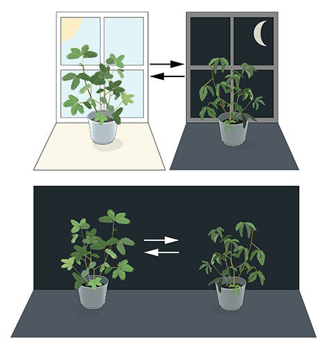 © The Nobel Committee for Physiology or Medicine. Illustrator: Mattias Karlén