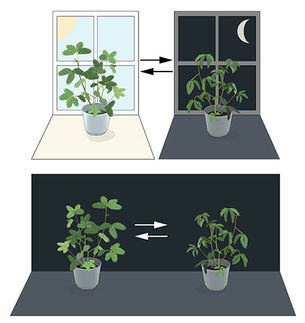 Revealing the molecular mechanisms of the circadian clock