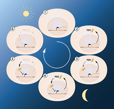 © The Nobel Committee for Physiology or Medicine. Illustrator: Mattias Karlén