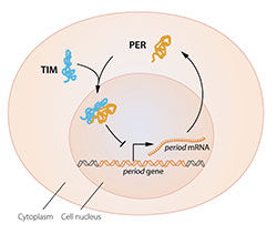 © The Nobel Committee for Physiology or Medicine. Illustrator: Mattias Karlén