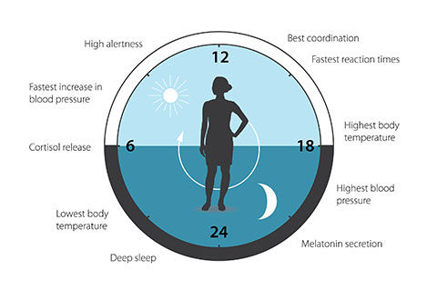 © The Nobel Committee for Physiology or Medicine. Illustrator: Mattias Karlén