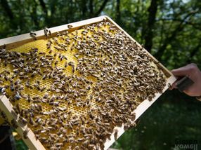 Honey samples worldwide test positive for neonicotinoids
