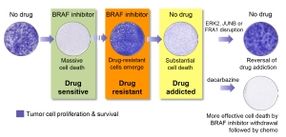 Breaking bad: cancer cell drug addiction solved