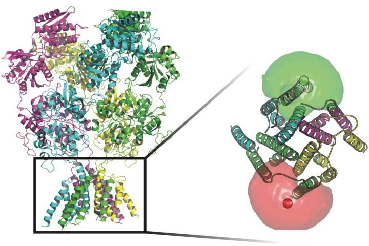 Nerve cells' gatekeepers take many forms