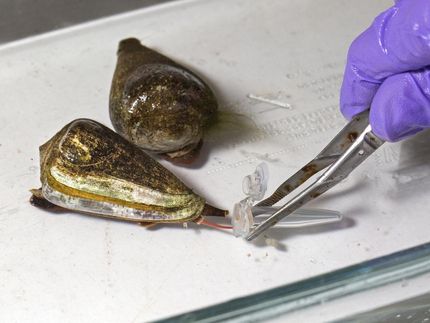 How the cone snail's deadly venom can help us build better medicines