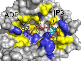 A step towards a new drug to treat fungal infections that kill 1.6 million people annually