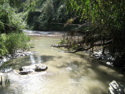 Detectan elevados niveles de retardantes de llama en peces de río