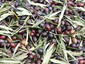 El primer genoma de referencia del olivo silvestre, un avance en su conocimiento evolutivo