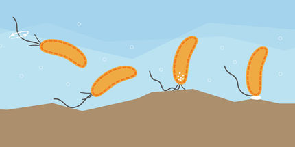 Gutes Gespür: Auch Bakterien haben einen Tastsinn
