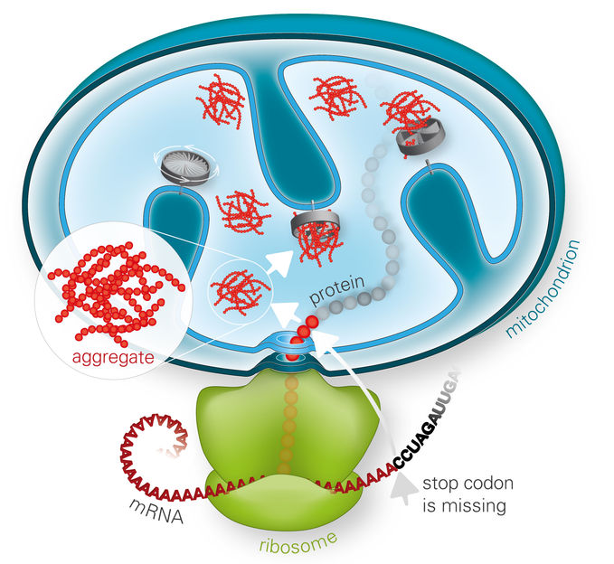 
Monika Krause © Max Planck Institute of Biochemistry