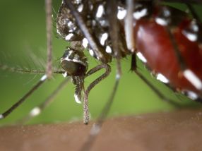 Las embarazadas deben testearse más de una vez para el virus del Zika