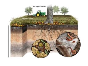 Huge carbon sink in soil minerals
