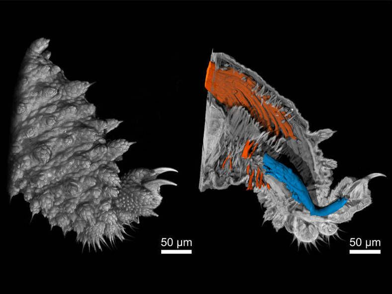 Müller, Pfeiffer / TUM / reproduced with permission from PNAS