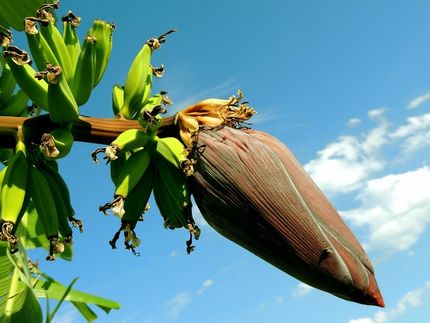 World-first Panama disease-resistant Cavendish bananas