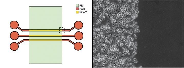 Reyes-Hernandez and Bhadriraju/NIST