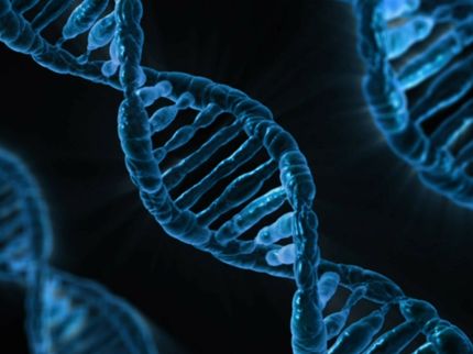 Gene in der «dunklen Materie» der DNA besser identifizieren