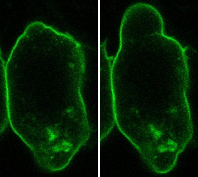 M. Goudarzi et al./Dev. Cell