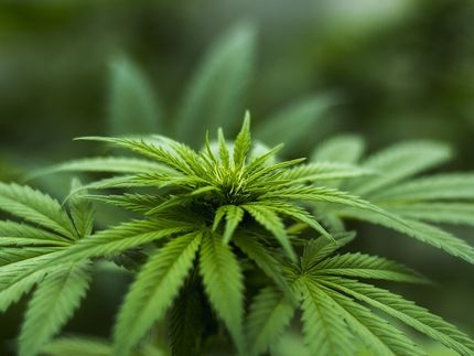 Potential und Risiken der medizinischen Anwendung von Cannabis